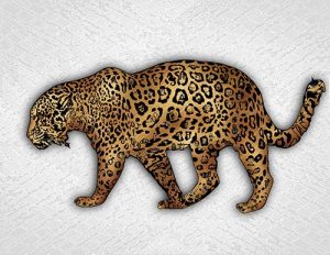 Jaguar_06