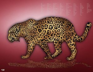 Jaguar_15