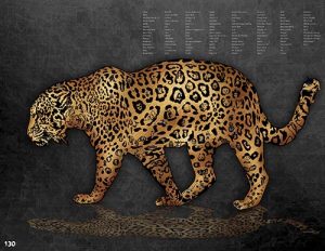 Jaguar_17