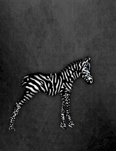 Zebra_14