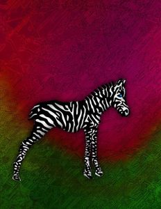 Zebra_15
