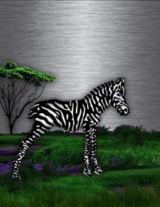 Zebra_19