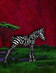 Zebra_33